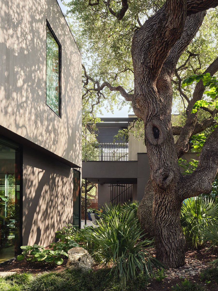 Close-up view of modern house addition framed by mature oak trees and native Texas landscaping at the 5th Street House Addition in Austin, TX.